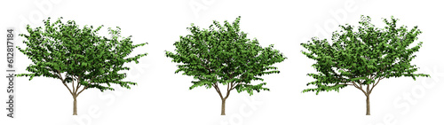 Green of cercis canadensis trees on transparent background, flowering tree, 3d render illustration.