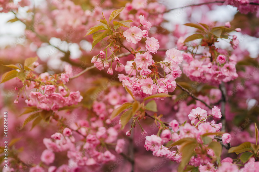 Pink sakura blossom background. Fresh nature background on spring sunny day with copy space. Freshness, art, inspiration, beauty concept. Pink sakura blossom background. Fresh nature background on spring sunny day with copy space. Freshness, art, inspiration, beauty concept.