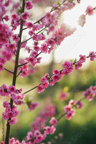 Pink peach blossom background. Fresh nature background on spring sunny day with copy space. Freshness, art, inspiration, beauty concept.