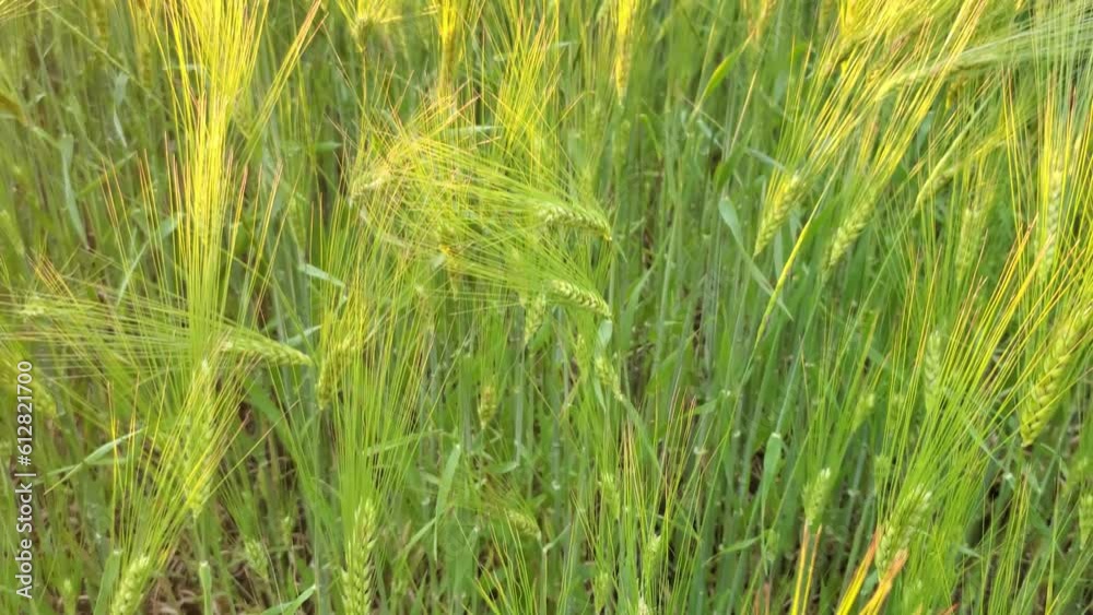 Rack focus from ears of ripening barley to field landscape in Ukraine organic agriculture. Camera moving up green barley field of Ukrainian grain wheat farmland at sunset. Agricultural jib view Rack focus from ears of ripening barley to field landscape in Ukraine organic agriculture. Camera moving up green barley field of Ukrainian grain wheat farmland at sunset. Agricultural jib view