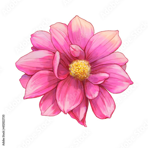 Sweet Pink dahlia 