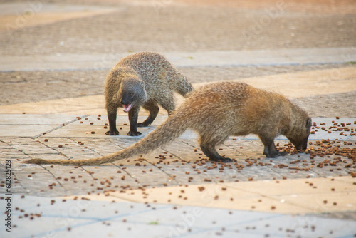 Mongoose life on city streets photo