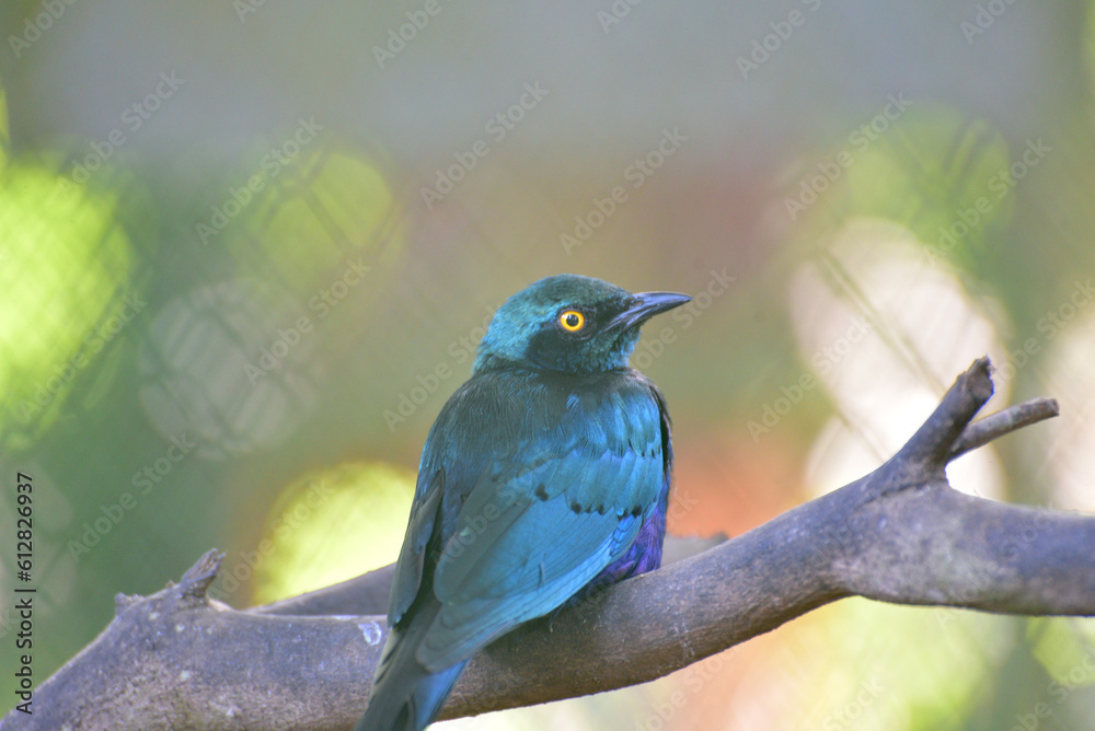 The greater blue eared starling or greater blue eared glossy starling, Lamprotornis chalybaeus perching on branch The greater blue eared starling or greater blue eared glossy starling, Lamprotornis chalybaeus perching on branch