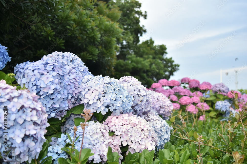 Obraz premium Multi color Hydrangeas in park