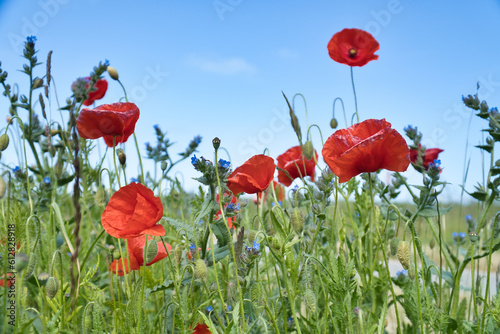 Many poppies scattered in corn field. Red petals in green field. Agriculture