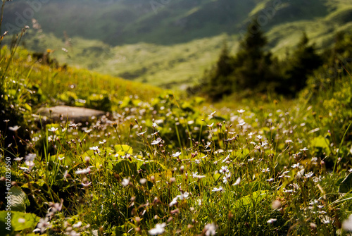 Field of tiny flowers