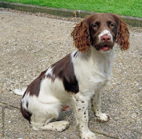 english springer spaniel puppy