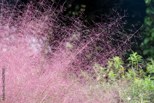 Muhlenbergia capillaris, Pink Muhly Grass photo
