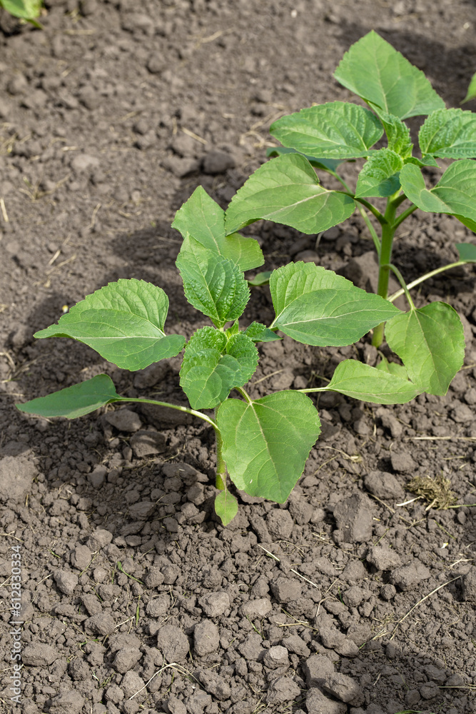 A close-up of a sprout of sunflower sprouts lit by the afternoon sun on fertile black soil. Concept agro culture. A close-up of a sprout of sunflower sprouts lit by the afternoon sun on fertile black soil. Concept agro culture.