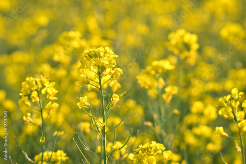 Rape with yellow flowers in the canola field. Product for edible oil and bio fuel © Martin