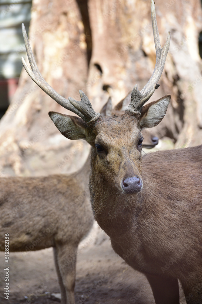 Deer in the forest, a Close up of Male Javan Deer, Rusa timorensis 