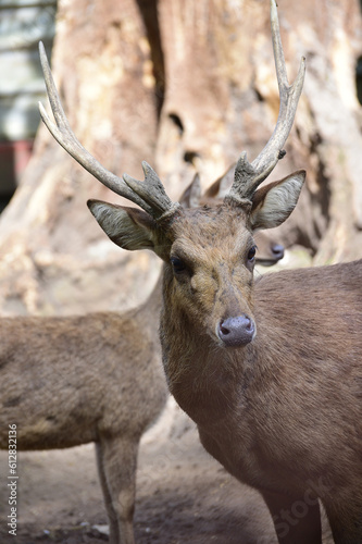 Deer in the forest, a Close up of Male Javan Deer, Rusa timorensis 