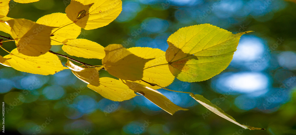 autumn landscape, sketch of autumn in the photo, yellow burgundy red leaves, summer petition, joyful pictures