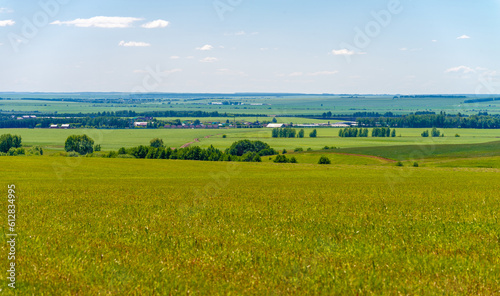 summer landscape, meadow fields with mowed forage crops, mowed alfalfa