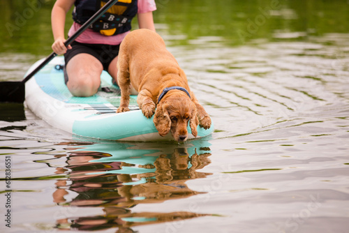 Spaniel dog on a paddle board looking at his reflection in the water.