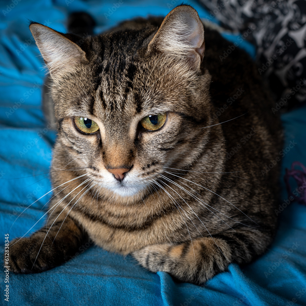 Portrait of a gray-brown tabby cat. Portrait of female tabby cat sitting on the bed. Portrait of a gray-brown tabby cat. Portrait of female tabby cat sitting on the bed.