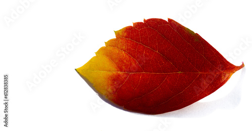 Autumn leaves on a white background. Summer makes me sleepy. Autumn makes me sing. Winter is pretty lousy but I hate spring