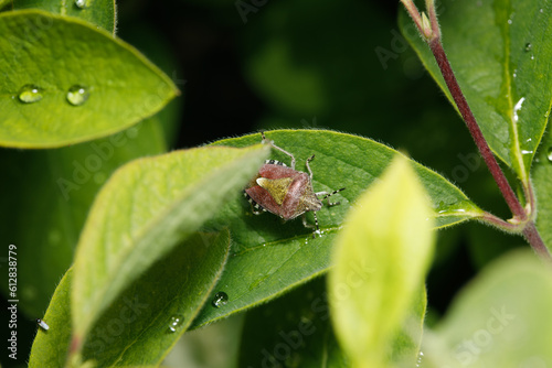 Small insect in the garden, macro photography, nature wildlife, selective focus