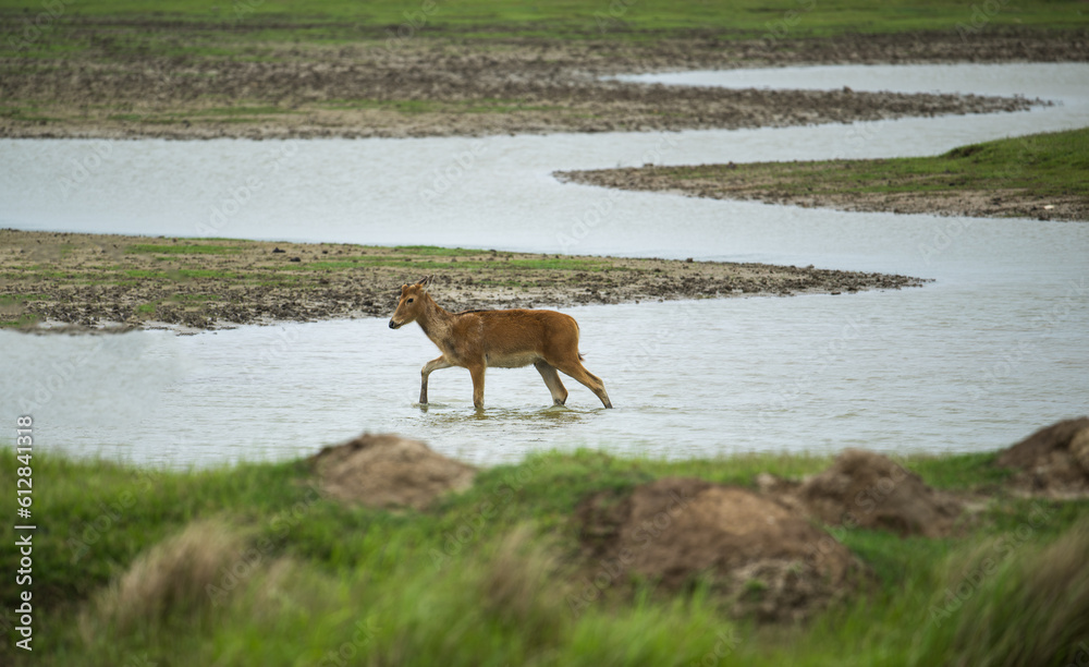 a elk walking in water a elk walking in water