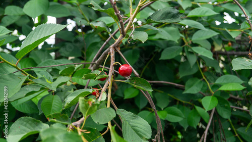 Red cherry. Red cherry on a tree branch. Cherry and green leaves. Red berries. Fruits of the tree. Cherry tree