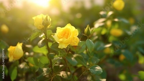 Close up of yellow rose on a bush in a garden. Generative AI.