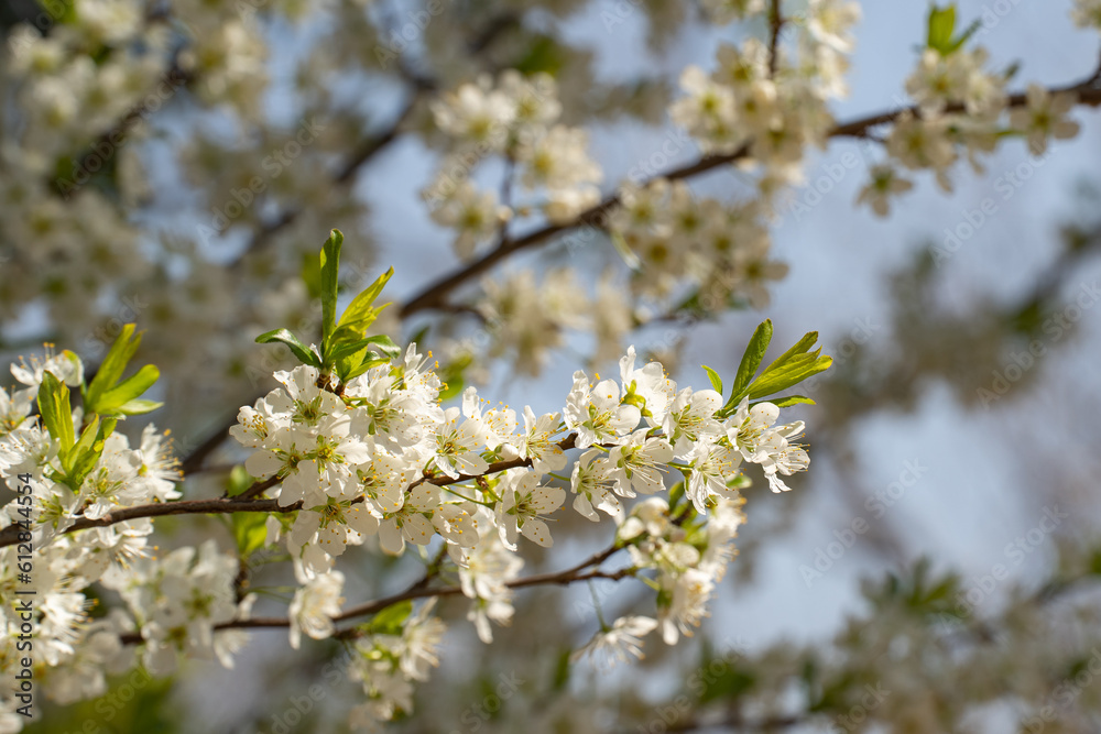 緑と白が調和する春のスモモの花