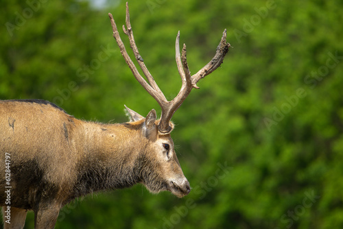 portrait for a standing male elk