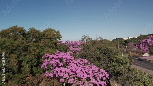 Arvore de Ipê nas ruas de Brasília - Brasil photo