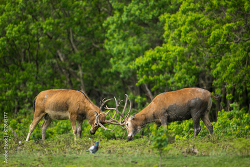 two fighting elk head to head