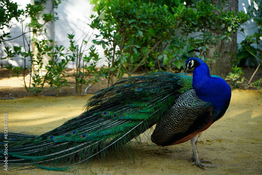 Obraz premium Vain peacock in the garden