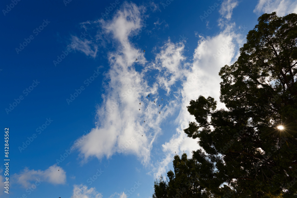 Pigeons flying in a group against a blue sky with white clouds over Worcester, Breede river valley, South Africa. Pigeons flying in a group against a blue sky with white clouds over Worcester, Breede river valley, South Africa.