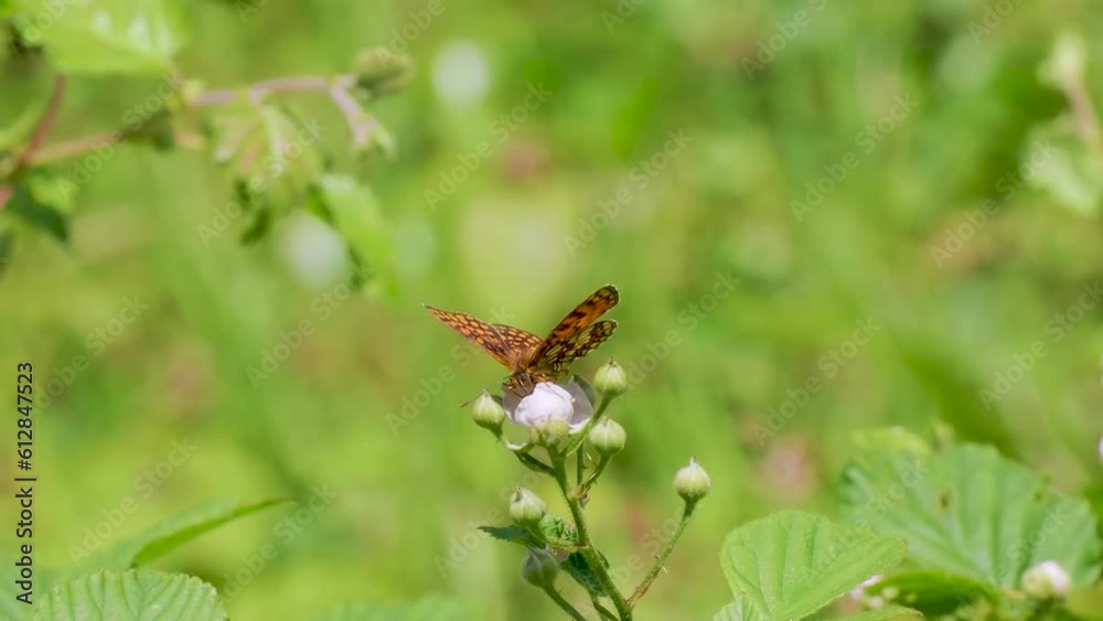 Heath Fritillary Butterfly Feeding on a Bramble Flower Heath Fritillary Butterfly Feeding on a Bramble Flower