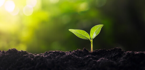 small tree growing with sunshine in garden. eco concept