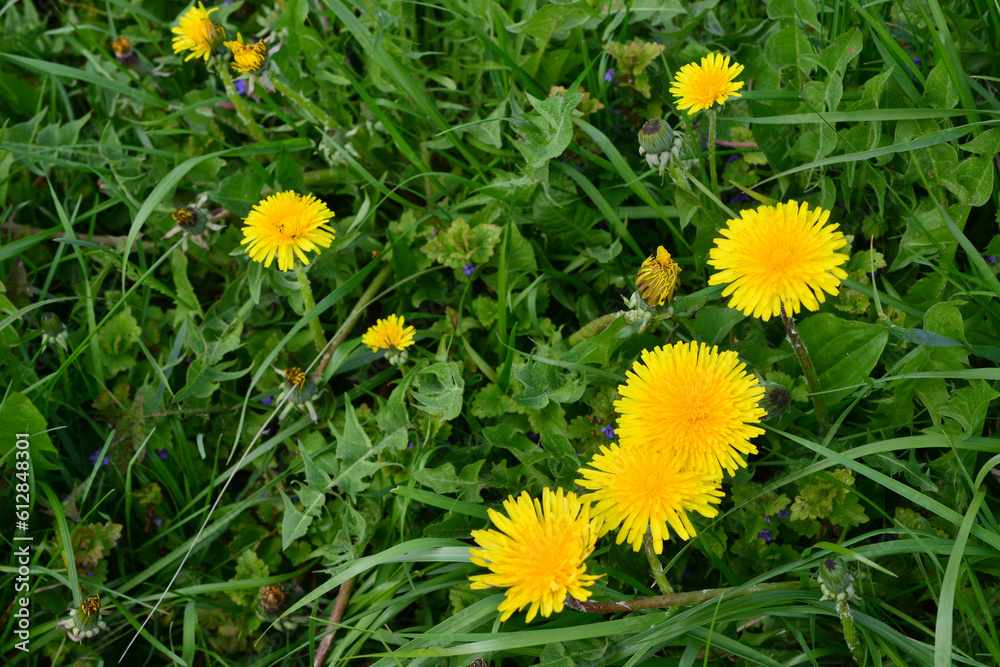 yellow dandelions on the green grass isolated, copy space yellow dandelions on the green grass isolated, copy space