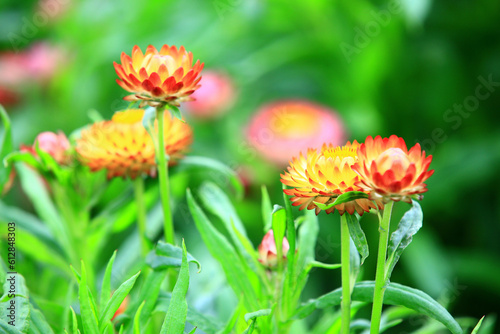 Wall Mural colorful Stran flowers or Everlasting flowers or Bracted Straw flowers blooming