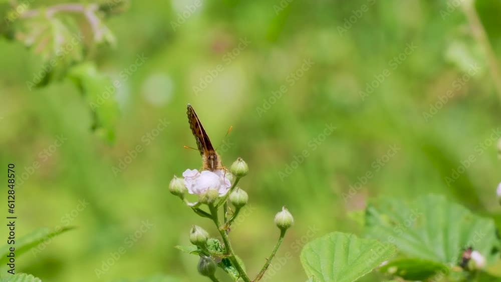 Heath Fritillary Butterfly Feeding on a Bramble Flower Heath Fritillary Butterfly Feeding on a Bramble Flower
