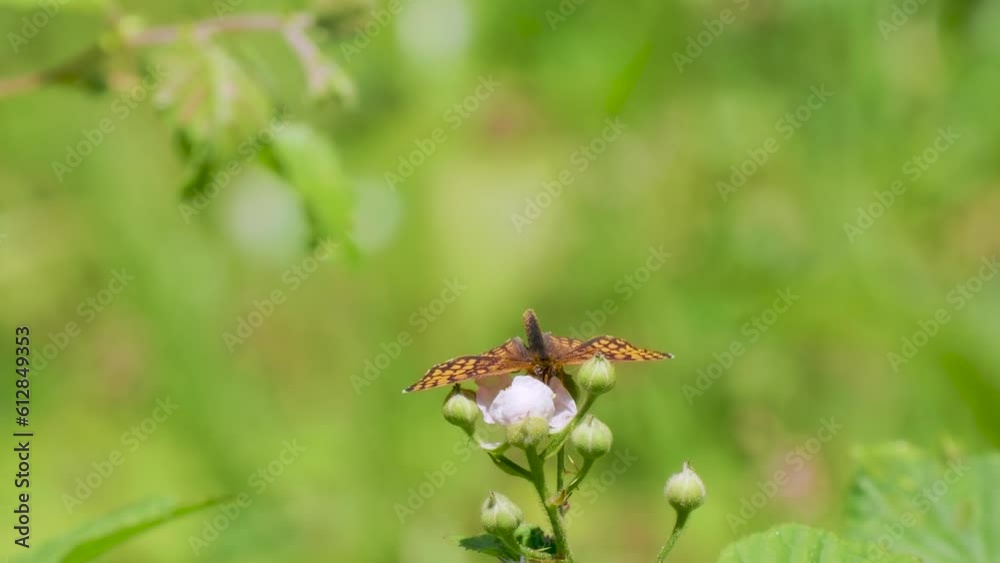 Heath Fritillary Butterfly Feeding on a Bramble Flower Heath Fritillary Butterfly Feeding on a Bramble Flower