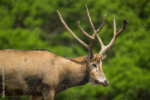 portrait for a standing male elk