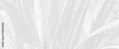 Abstract neutral nature concept background for design presentation. abstract branch of tree with leaves on white wall background