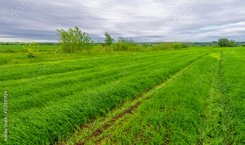 Spring photography, landscape with a cloudy sky. Young wheat, green sprouts, cereals, as well as its grains, from which white flour is prepared © Татьяна Мищенко