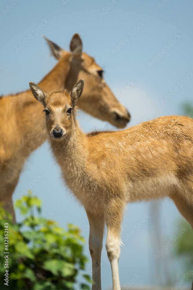 elk mother and baby standing together