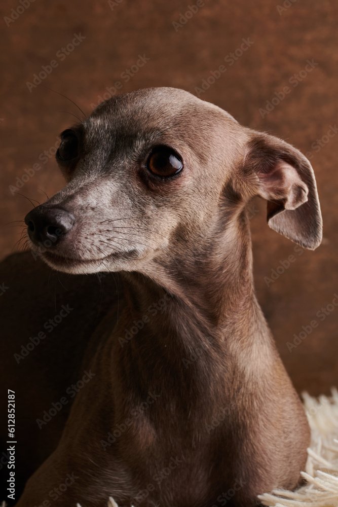 Portrait of Italian Greyhound dog brown color posing isolated on fluffy carpet in studio
