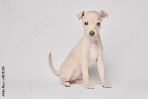 Portrait of cute Italian Greyhound puppy isolated on white studio background. Small beagle dog white beige color. © amixstudio