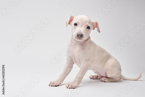 Portrait of cute Italian Greyhound puppy isolated on white studio background. Small beagle dog white beige color. © amixstudio