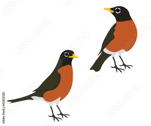 Set of American robin bird. Turdus migratorius isolated on white background. True thrush. Vector illustration.