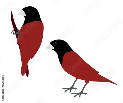 Set of Chestnut munia bird. Lonchura atricapilla isolated on white background. Black-headed munia. Small passerine. Estrildid finch. Vector illustration. photo