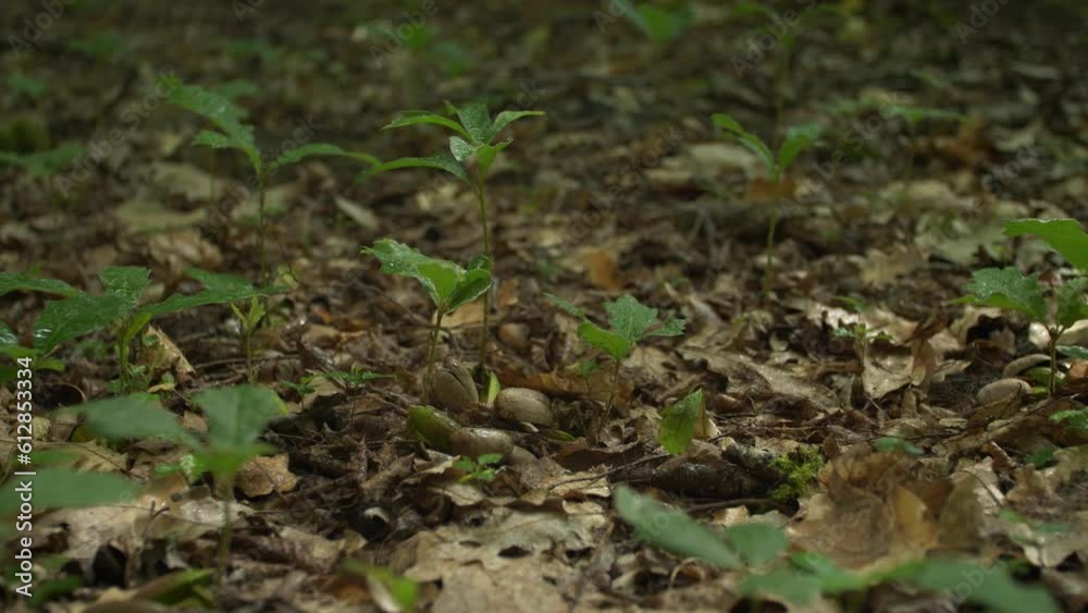 Young sprouts of oak from acorns. Germination of a new forest. Nature renewal. The eternal cycle of life on earth Young sprouts of oak from acorns. Germination of a new forest. Nature renewal. The eternal cycle of life on earth