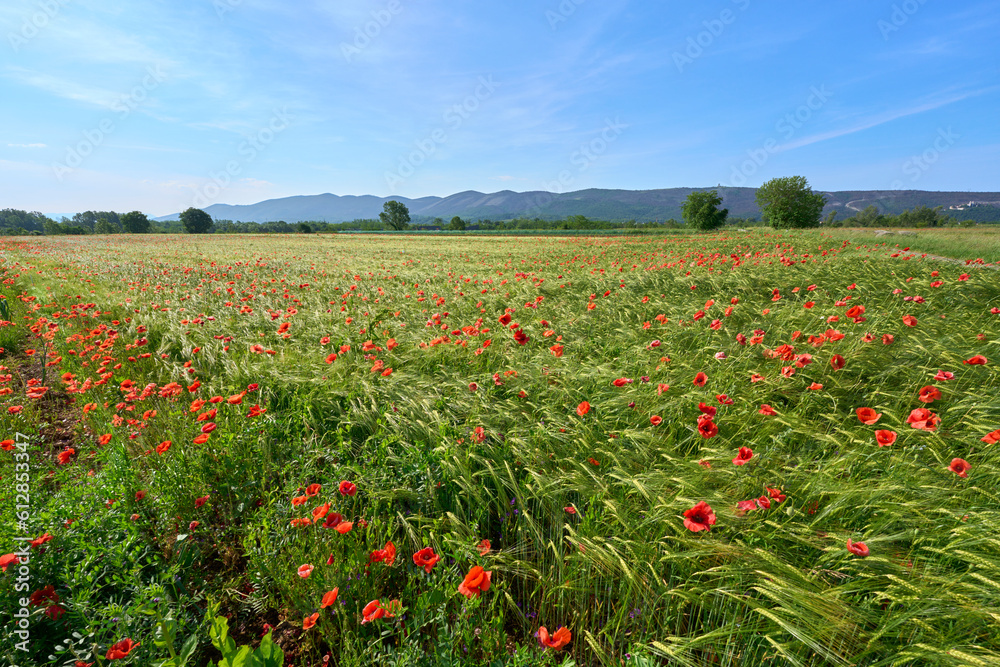 red poppies in a oats field in the Karst region of Slovenia