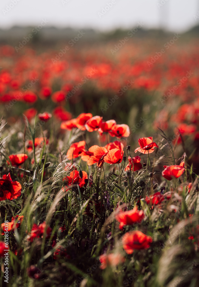 Poppy flower or papaver rhoeas poppy with the light Poppy flower or papaver rhoeas poppy with the light