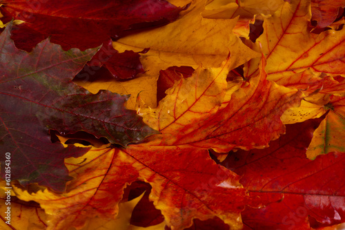 Autumn leaves on a white background. Anyone who thinks fallen leaves are dead has never seen them dance on a windy day.